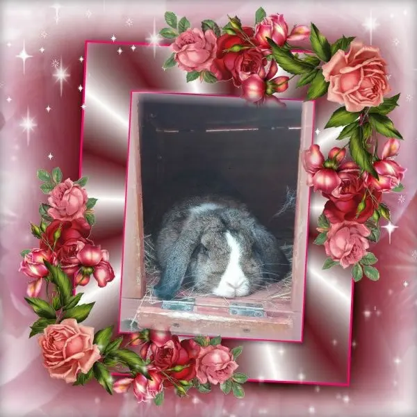 Condolence image of Andrea mit Minki im ♥️ gest. 19.10.2020