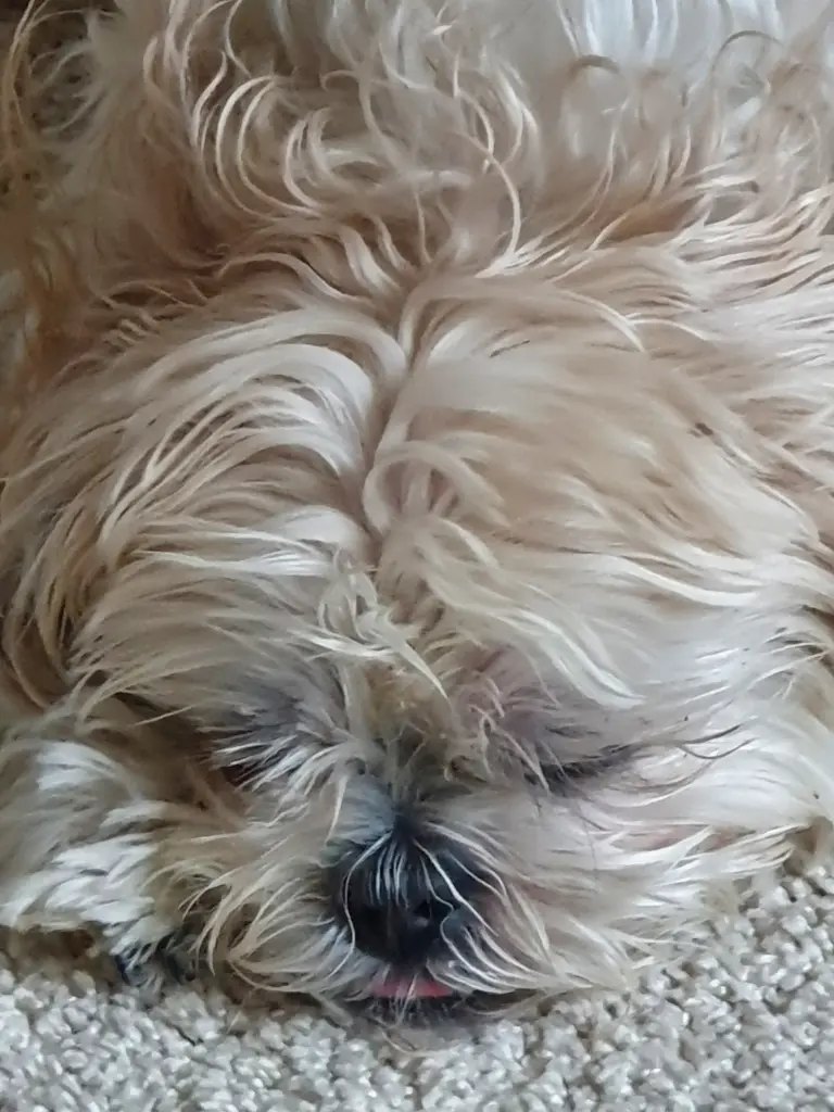 Image from Bentley