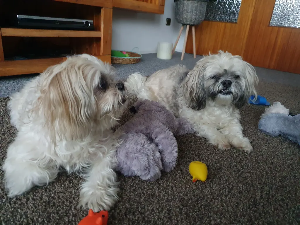 Bentley und Cooper