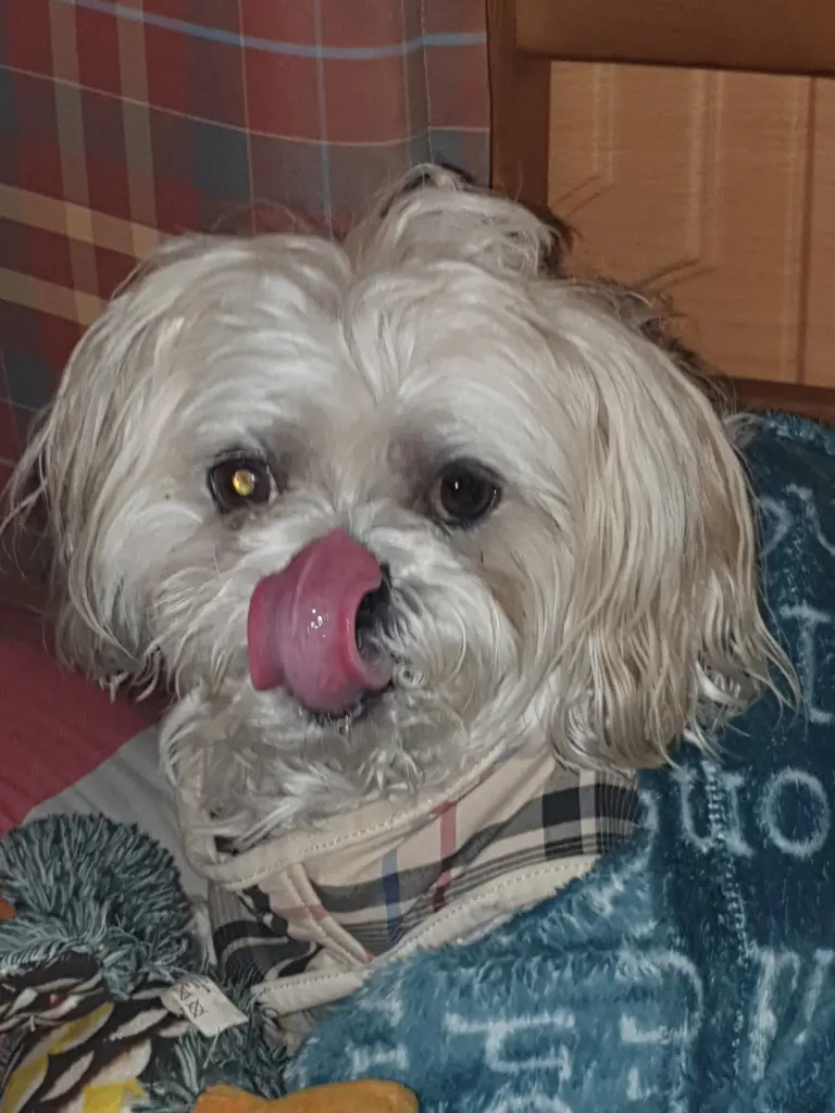 Image from Bentley