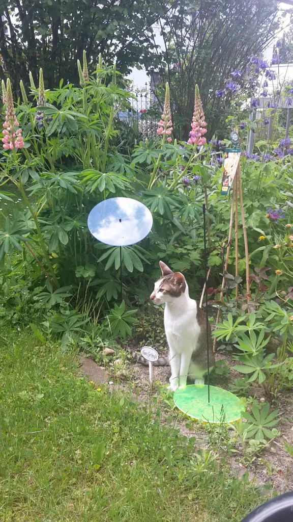 Image from Summer