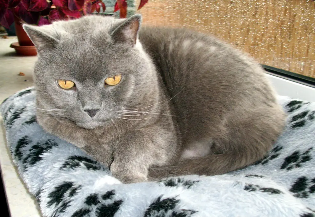 Image from Gismo