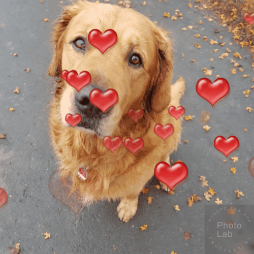 Bild von Hugo