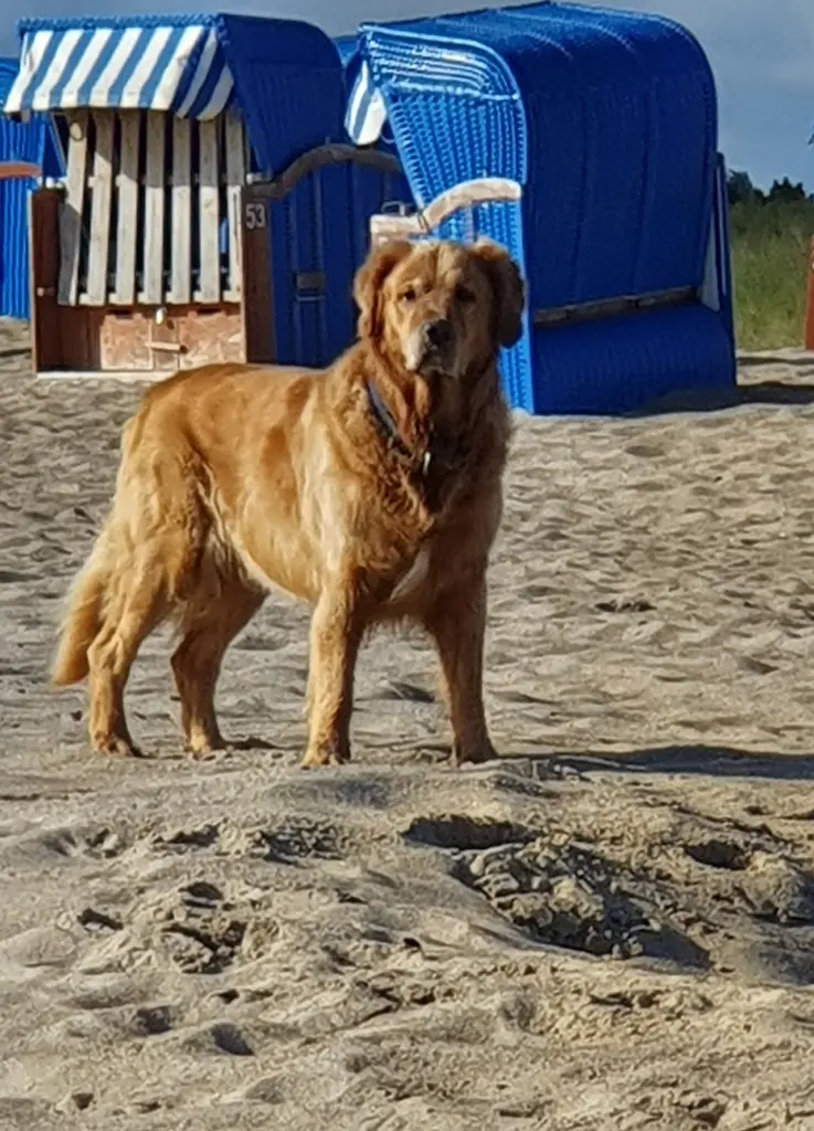 Bild von Hugo
