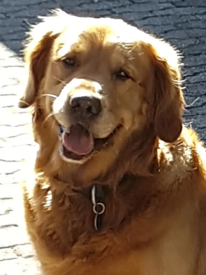 Bild von Hugo