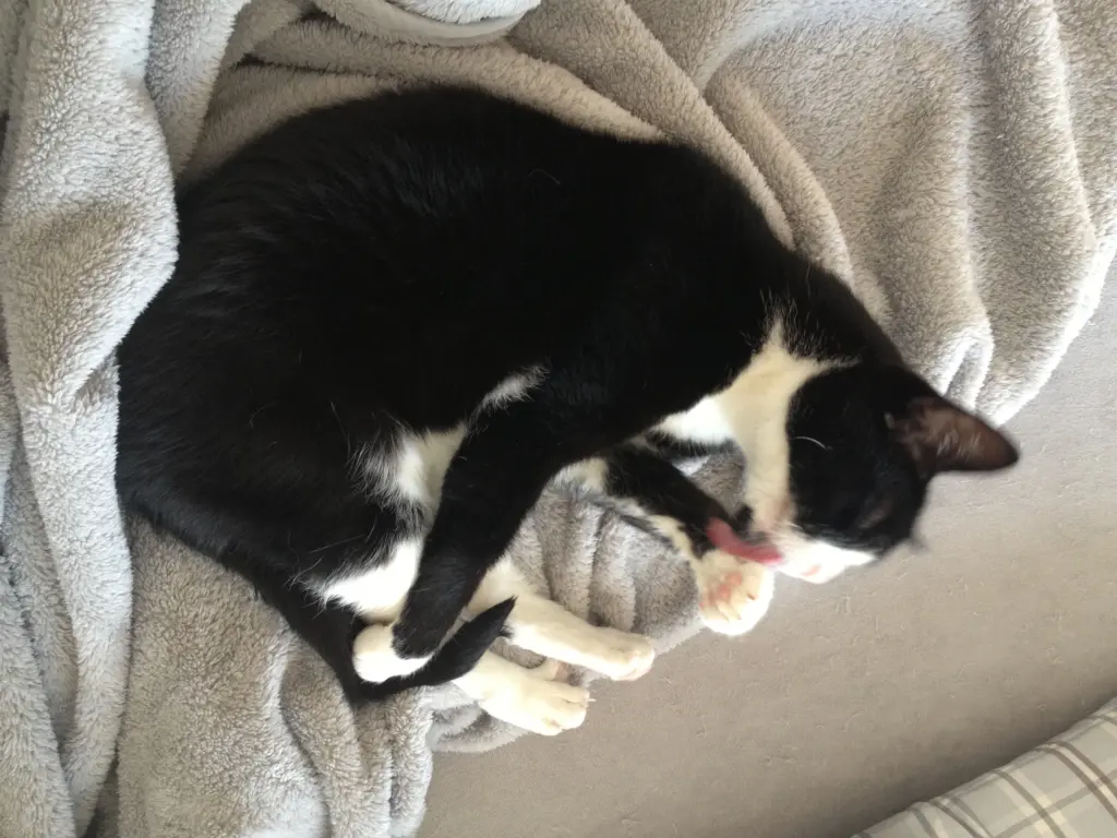 Image from Felix