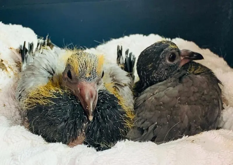 Andachtsbild von Petra mit Gary und Miki im Herzen