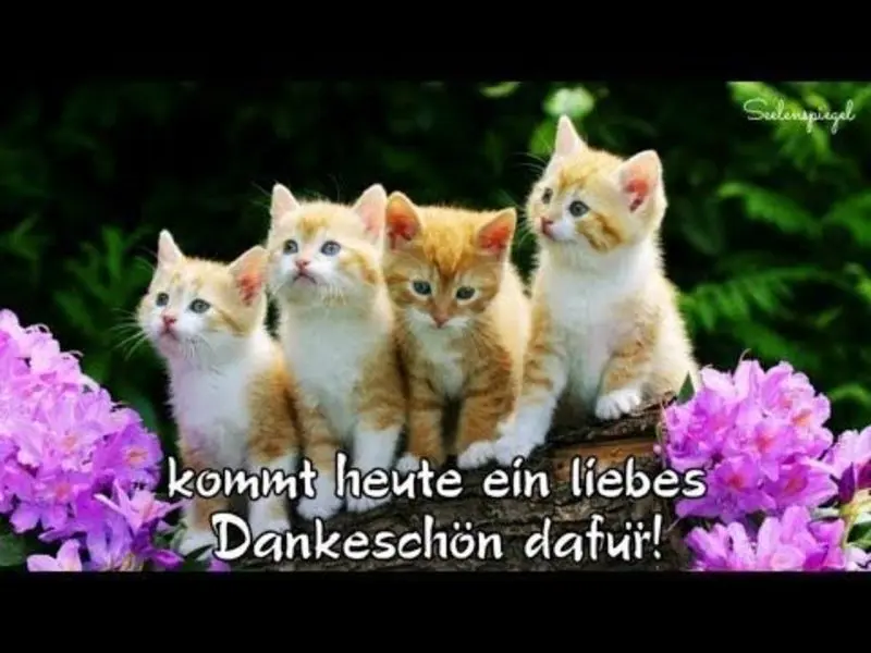 Andachtsbild von Katrin und Katzi im ❤️