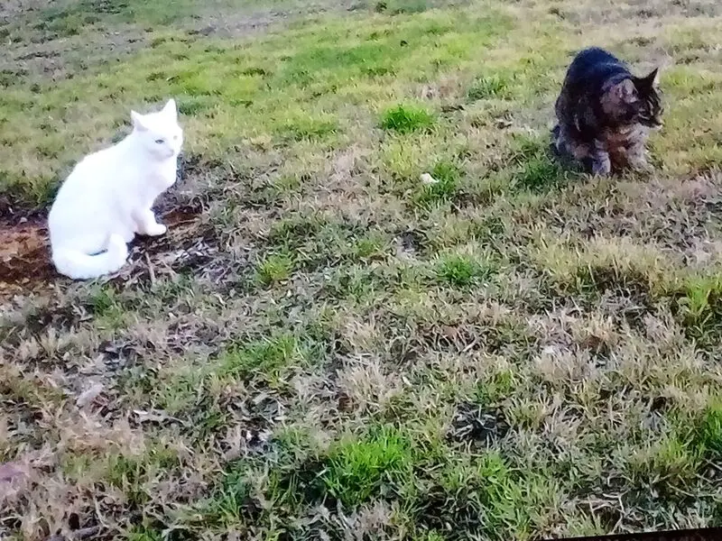 Andachtsbild von Für meine Mäuse ❤️