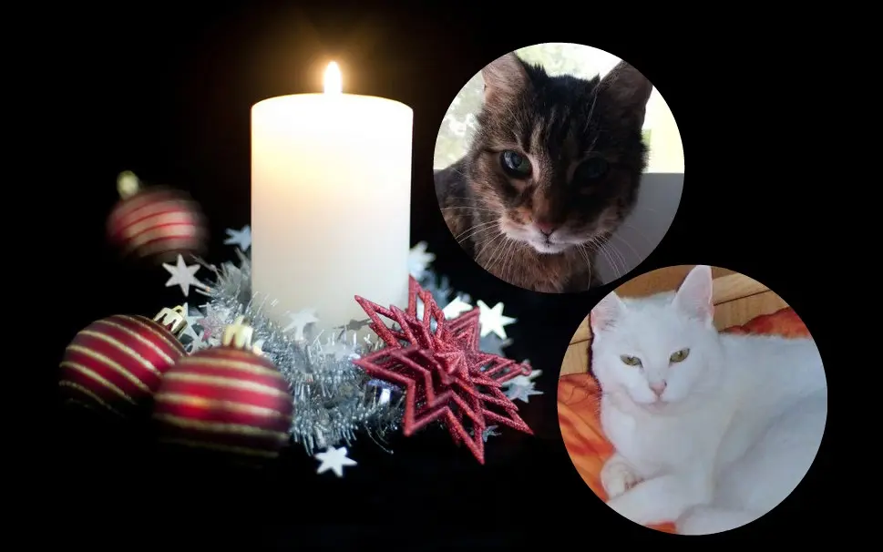 Andachtsbild von Patricia mit Bunny