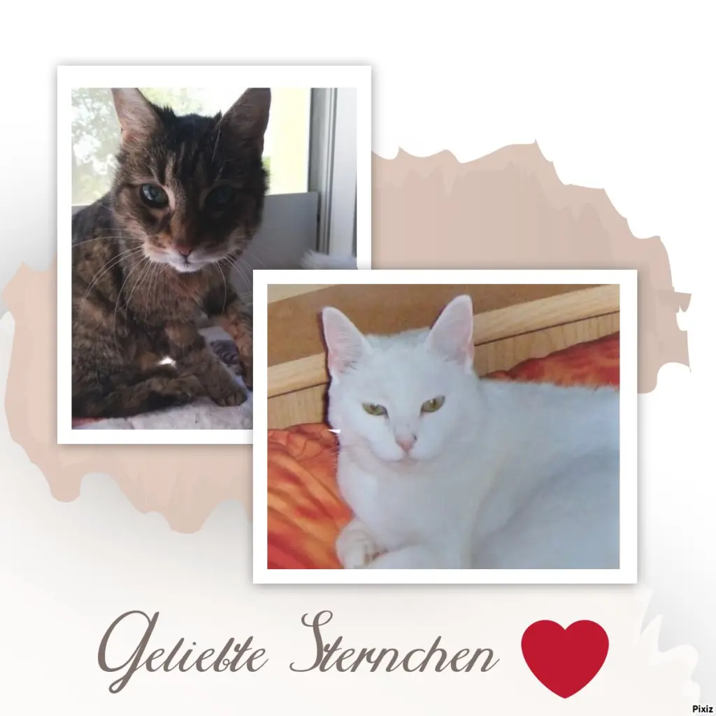 Andachtsbild von Patricia mit Bunny 