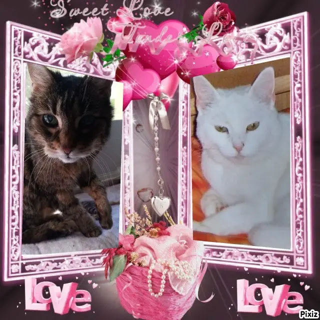 Andachtsbild von Patricia mit Bunny 