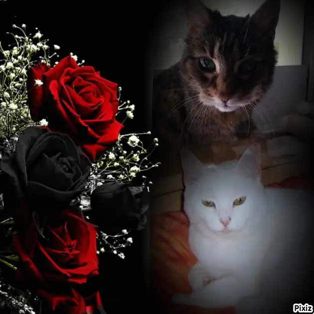 Andachtsbild von Patricia mit Bunny 