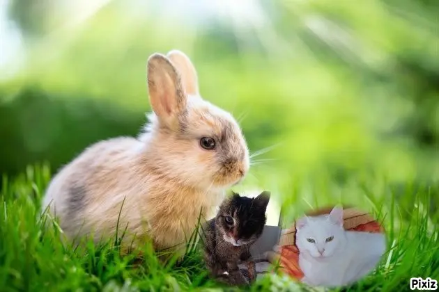 Andachtsbild von Patricia mit Bunny ❤