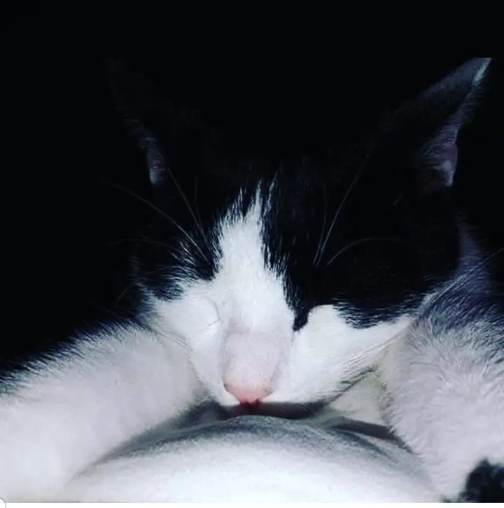 Image from Felix 