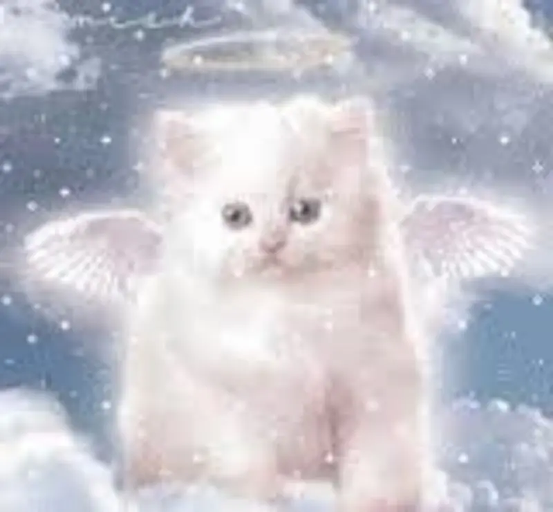 Condolence image of Gundula mit Gipsy im Herzen