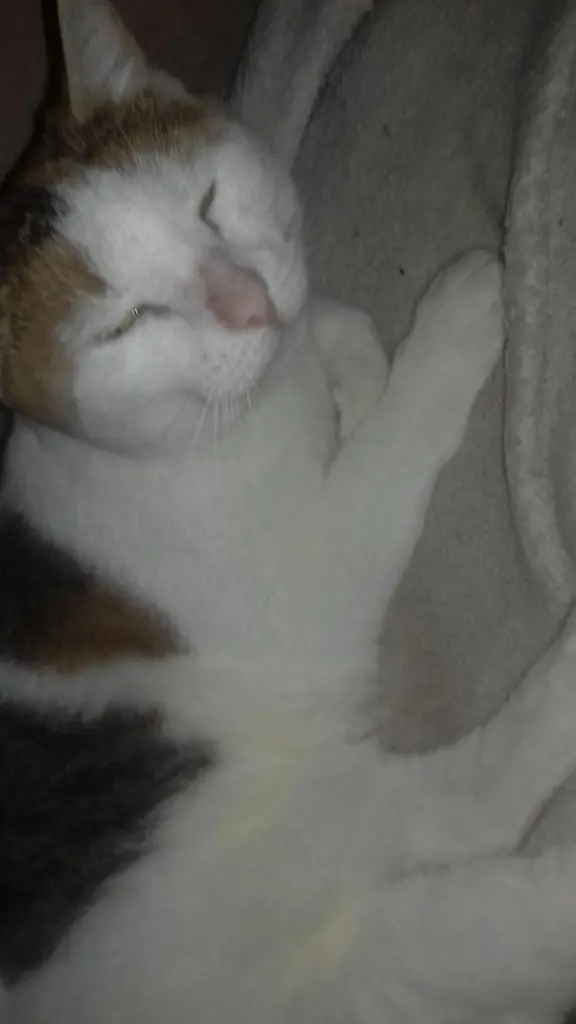 Condolence image of Claudia 