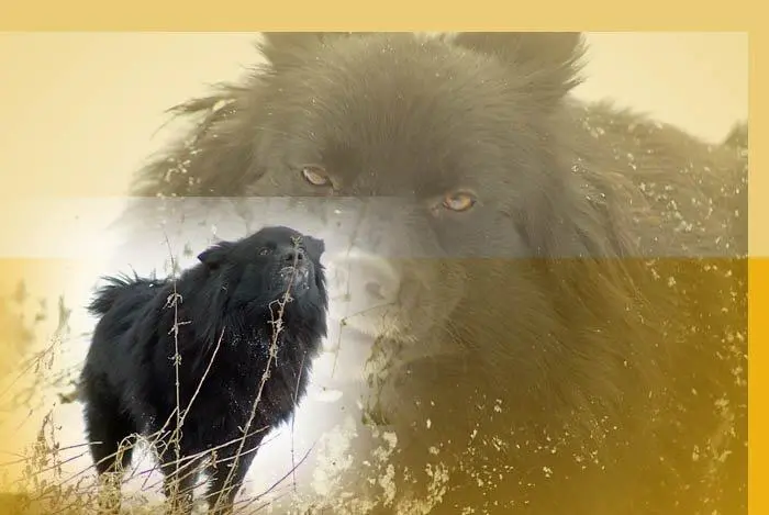 Image from Alli