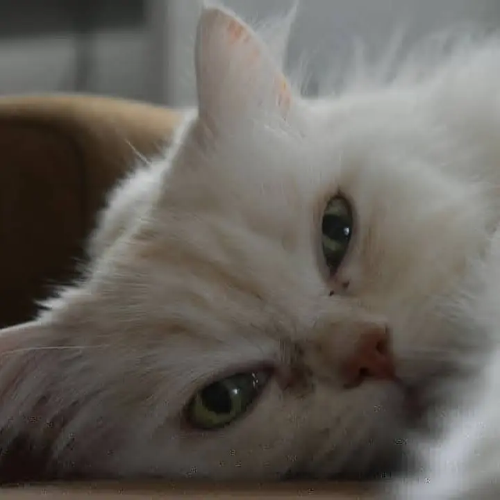 Image from Lucky