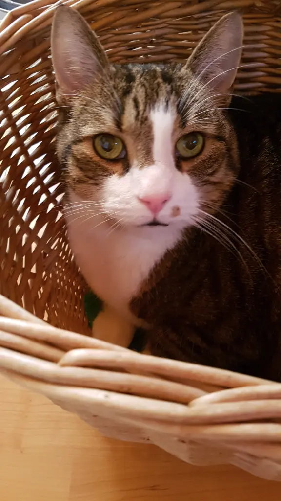 Image from Oscar
