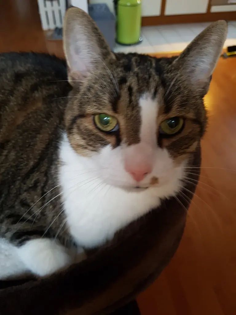 Image from Oscar