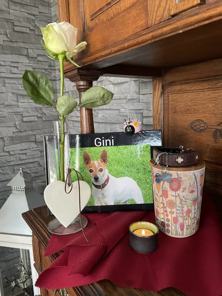 Image from Gini