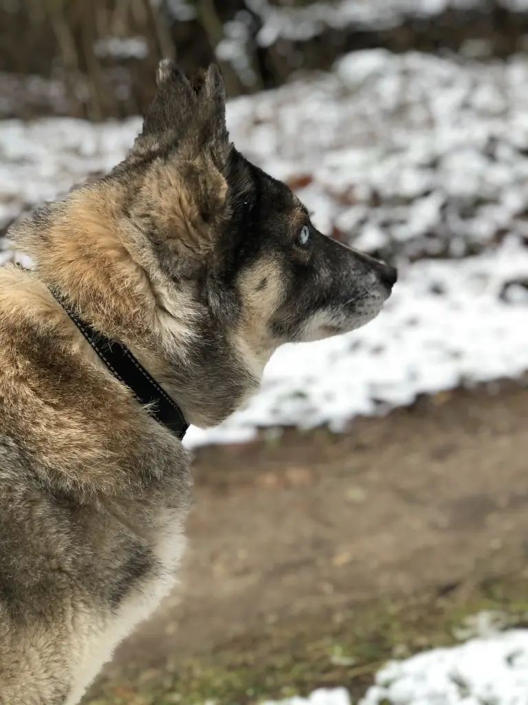 Image from Skadi