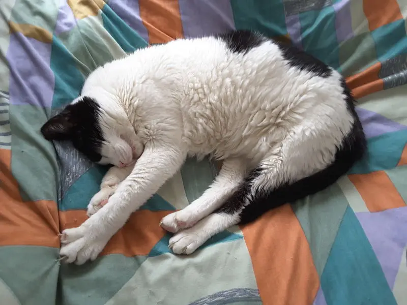 Condolence image of Alex