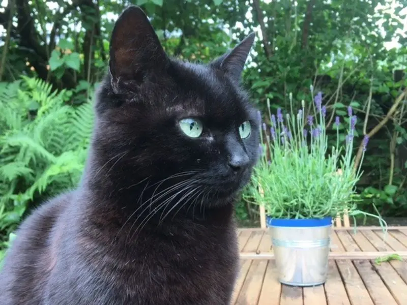 Condolence image of Nina-C.
