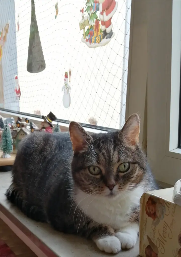 Image from Lilly