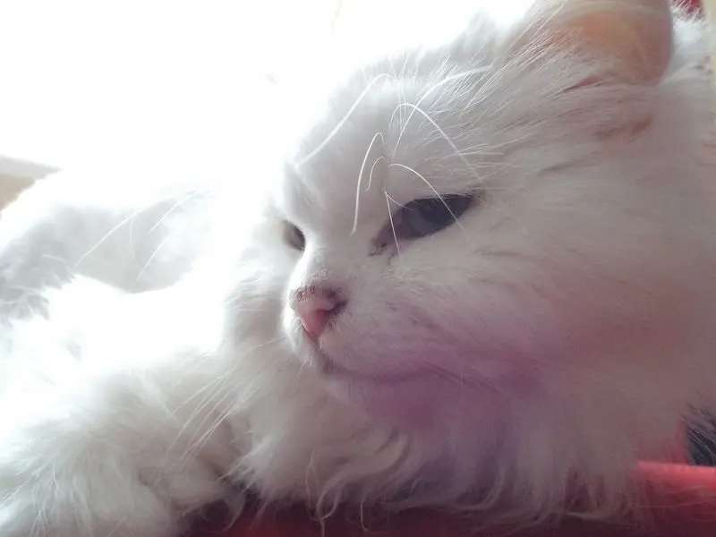 Condolence image of Sophia