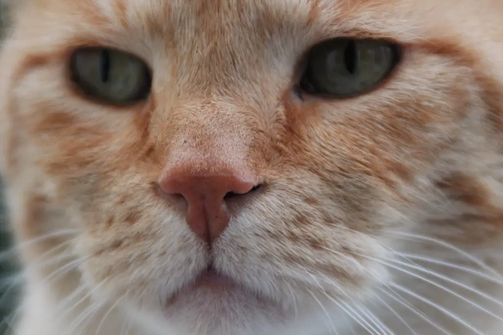 Image from Catman