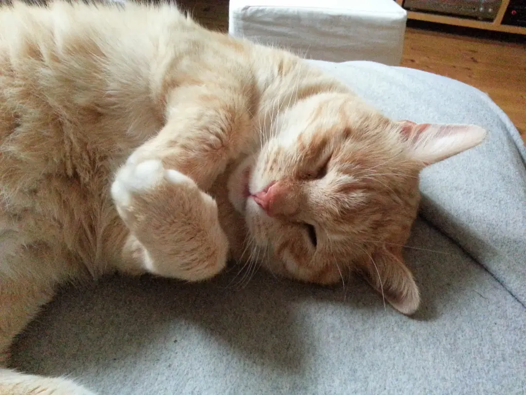 Image from Catman