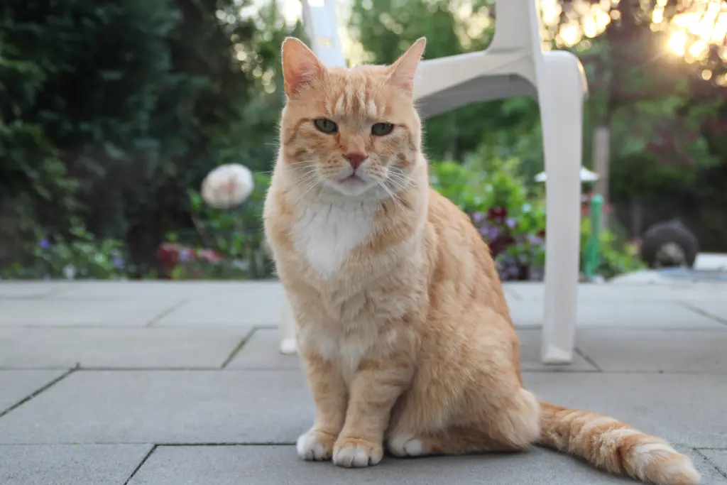 Image from Catman