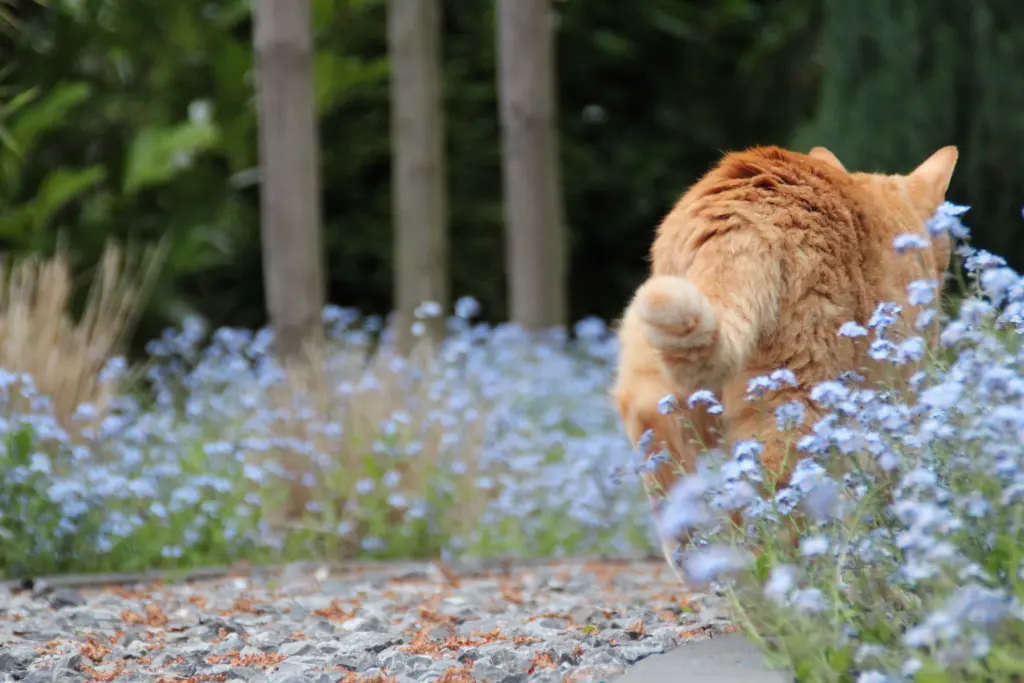 Image from Catman