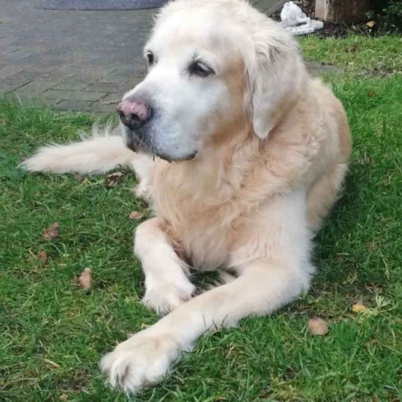 Condolence image of Heike