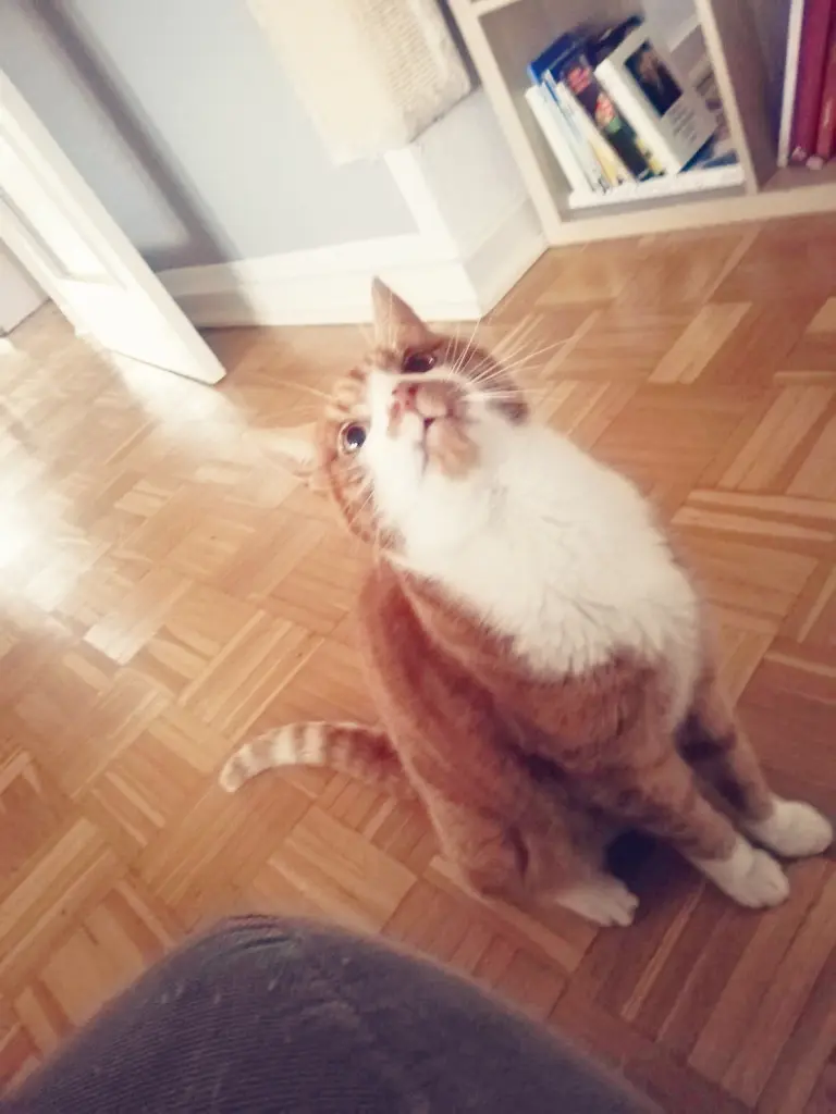 Image from Simba
