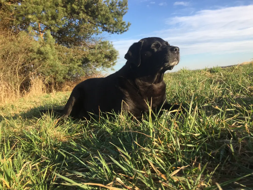 Image from Stella