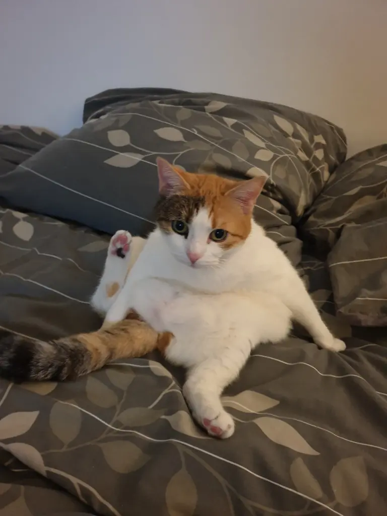 Image from Nelly