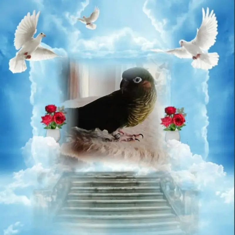 Condolence image of ❤️❤️❤️LIEBE KIRA❤️❤️❤️
