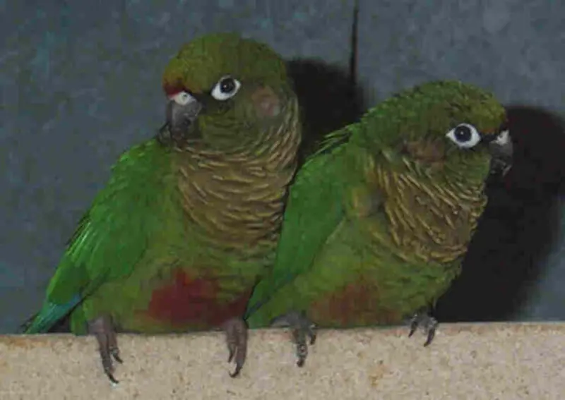 Condolence image of Tanja mit Timmy im Herzen