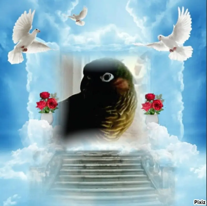 Condolence image of Tanja mit Timmy im Herzen 