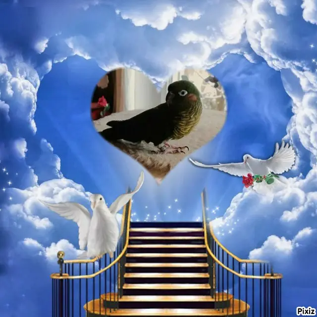 Condolence image of Tanja mit Timmy im Herzen