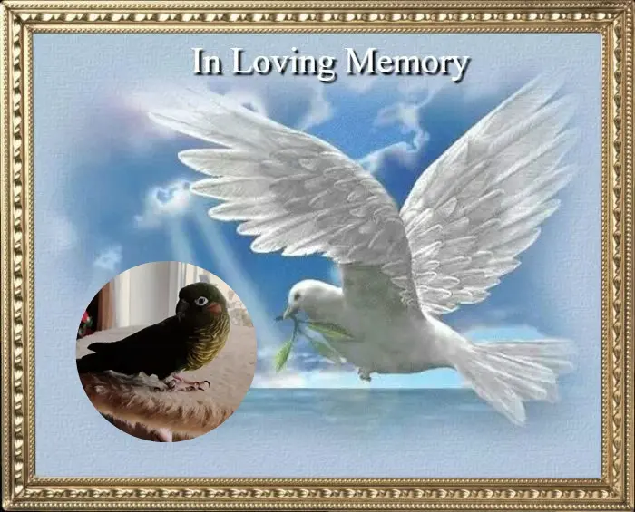 Condolence image of 1.Sternchen❤️Gedenktag❤️