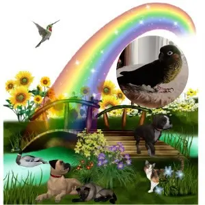 Condolence image of 1.Sternchen❤️Gedenktag❤️