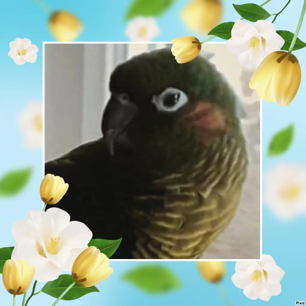 Condolence image of Tanja mit Timmy im Herzen