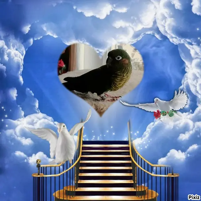 Condolence image of Tanja mit Timmy im Herzen 