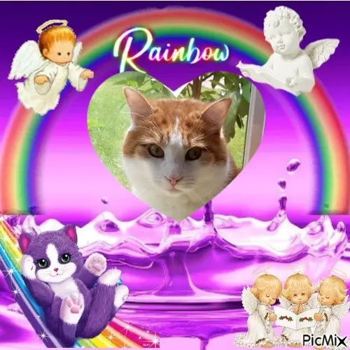 Condolence image of Fur Stern⭐️Pfotchen❤️⭐️Paulilein❤️⭐️