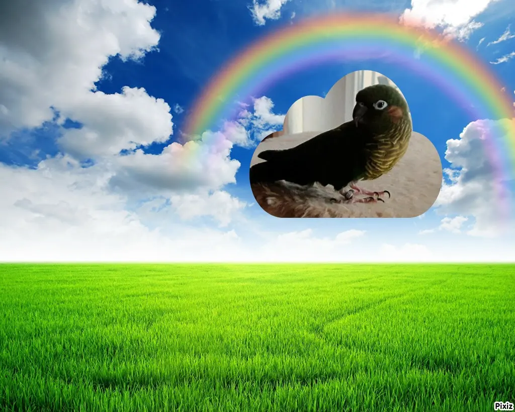 Condolence image of Tanja mit Timmy im Herzen