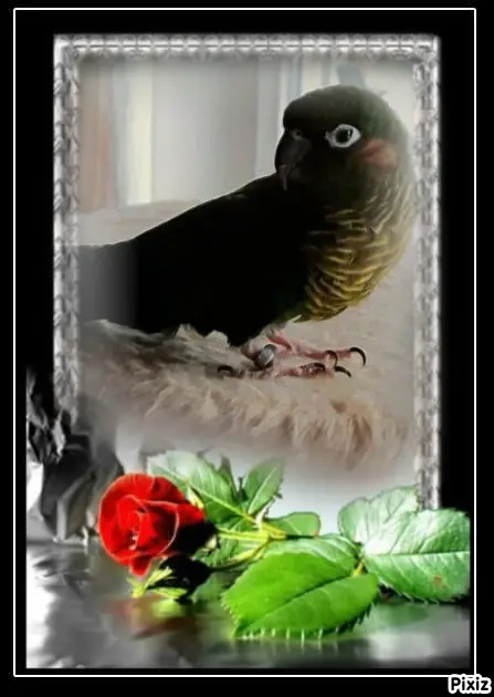 Condolence image of Tanja mit Timmy im Herzen